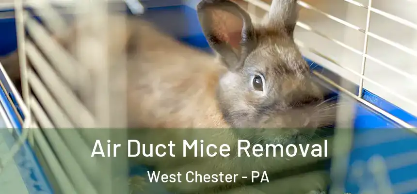  Air Duct Mice Removal West Chester - PA